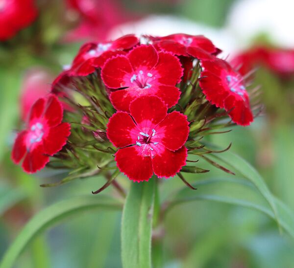 red dash dianthus
