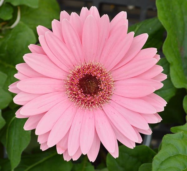 gerbera daisy pink
