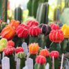 Grafted Color Top Cactus Photo 1