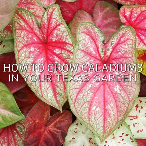 growing caladiums