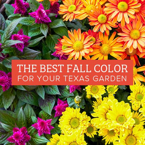 The Best Fall Color for Your Texas Garden