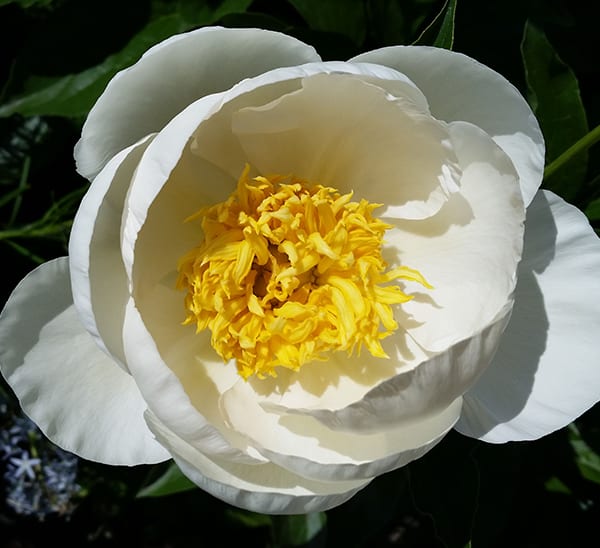 jan van leeuwen peony