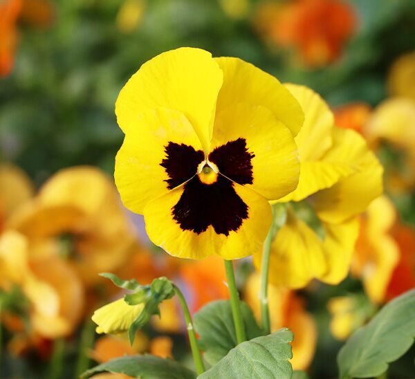 yellow blotched Matrix® Pansies