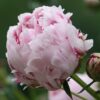 Peony Photo 1