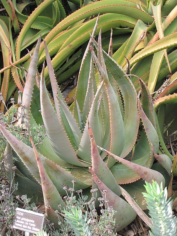 aloe