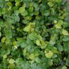 creeping fig