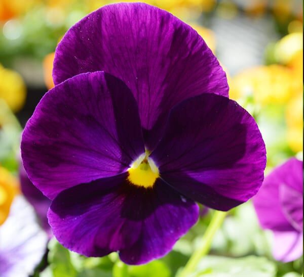 Matrix® Pansies Purple Clear