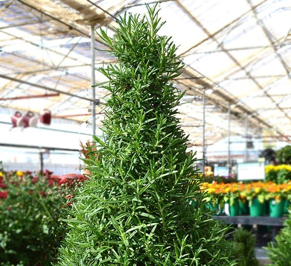 Rosemary Tree tabletop in greenhouse