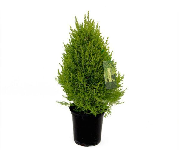 Lemon Cypress Tabletop Tree 6 Inch