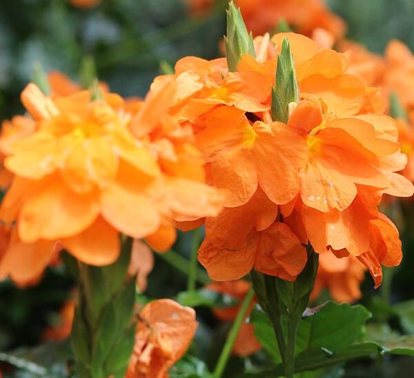 Crossandra Orange Blooms