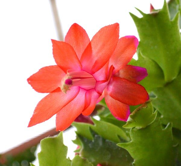 Christmas Cactus Red Bloom
