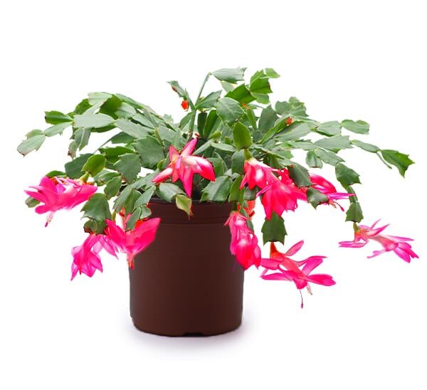 Christmas Cactus Red