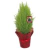 Lemon Cypress Photo 1