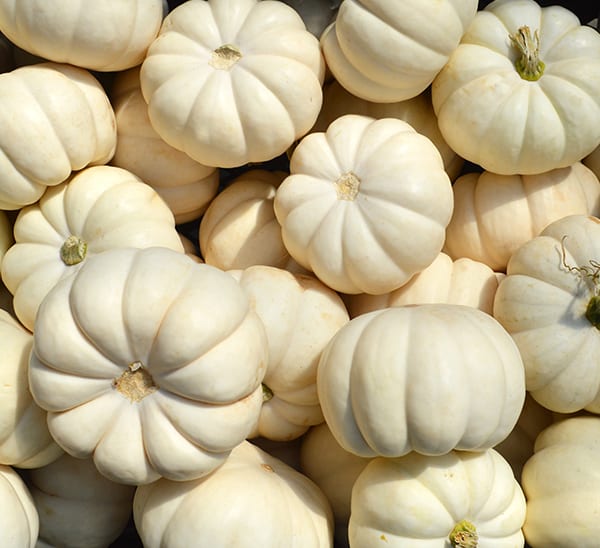 Mini White Pumpkin