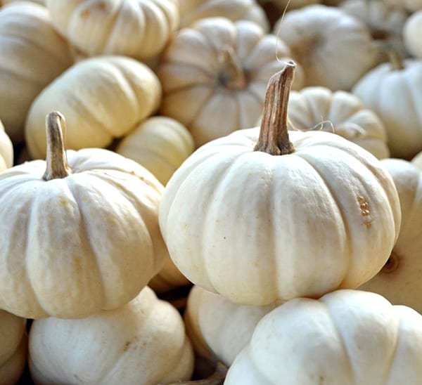 Mini White Pumpkin