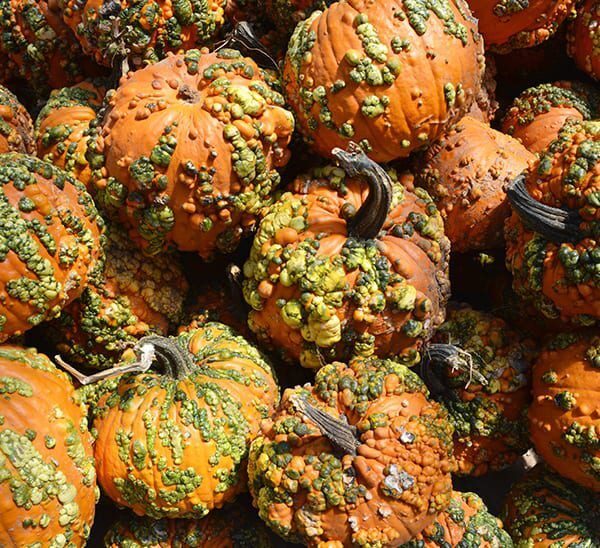Knucklehead Pumpkin