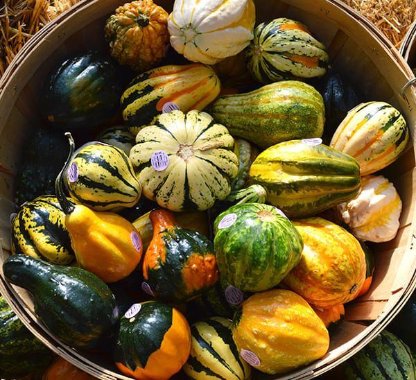 Collection of various Ornamental Gourds