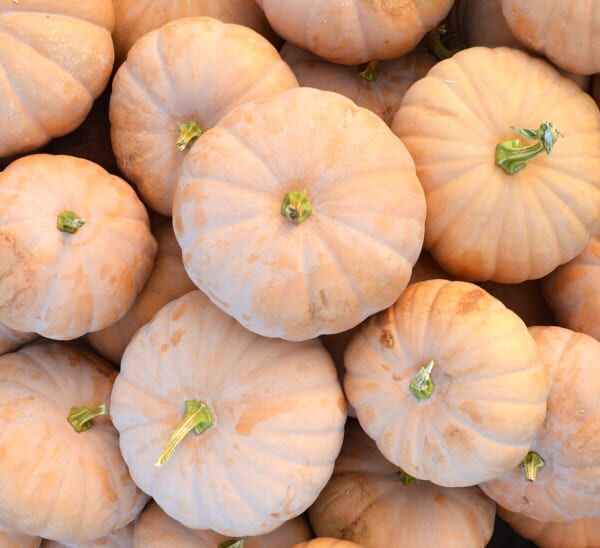 Cheddar Pumpkin