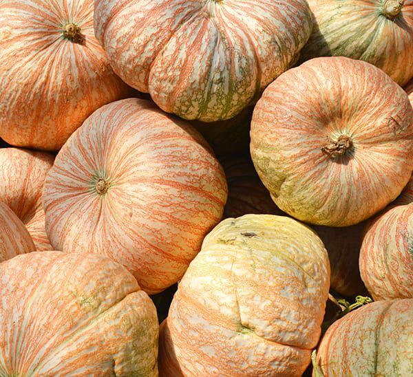 One Too Many Pumpkin