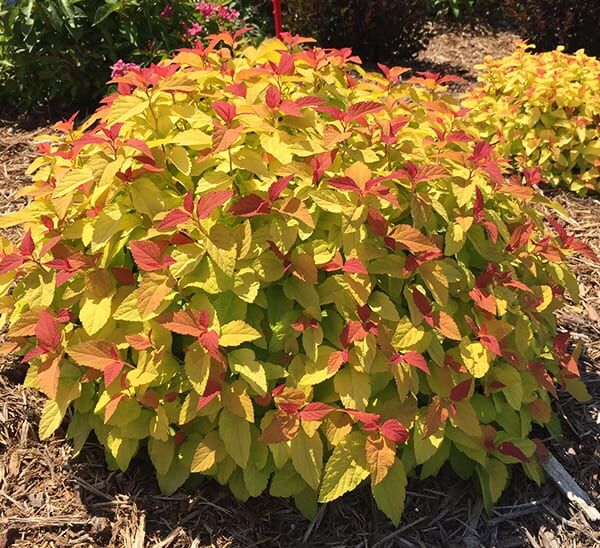 Double Play® Candy Corn® Spirea Bush