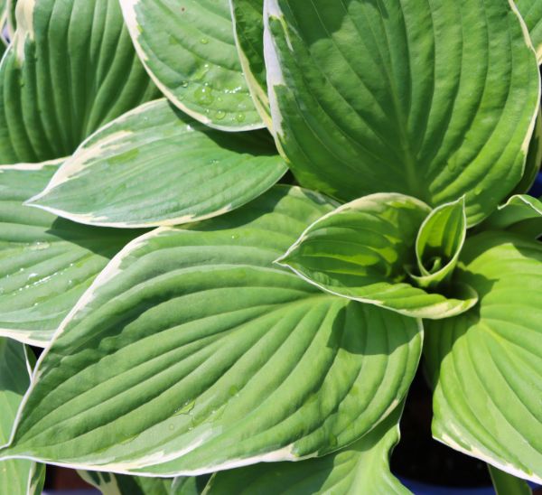 Hosta