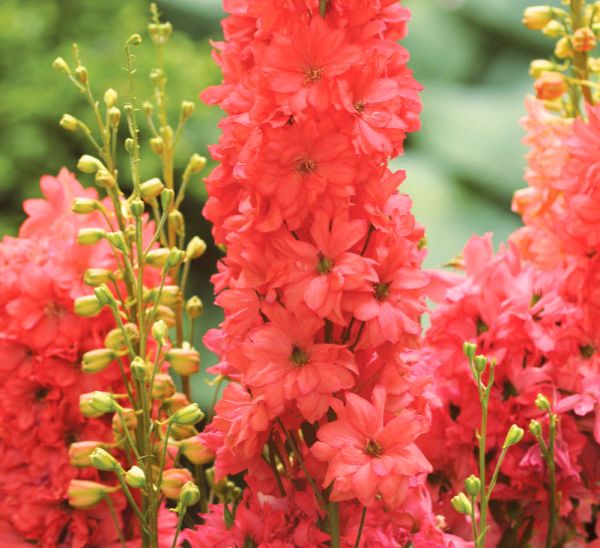 Red Lark Delphinium Photo 1
