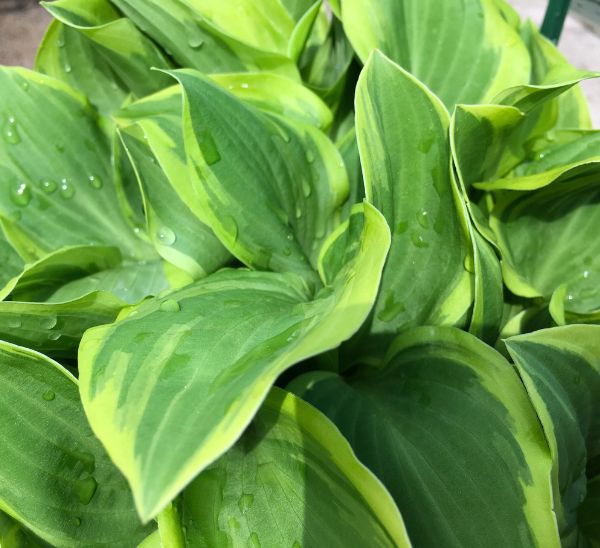 Hosta