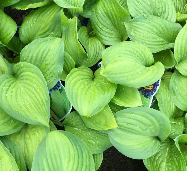 Hosta
