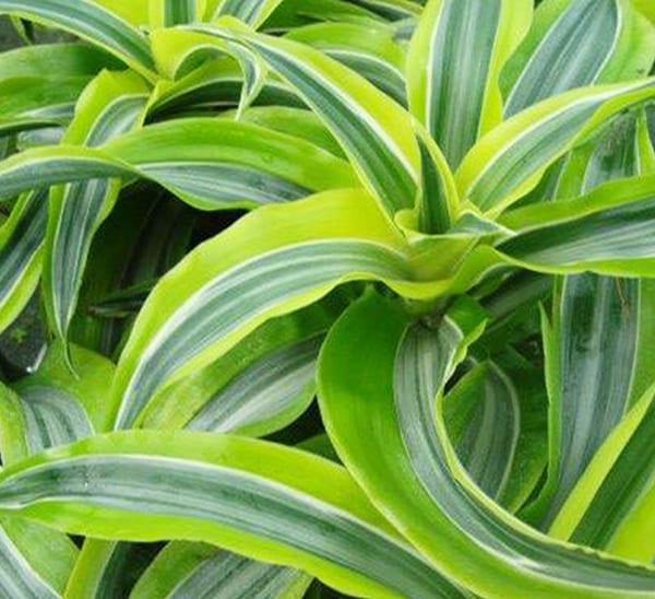 Dracaena Lemon Surprise Photo 1