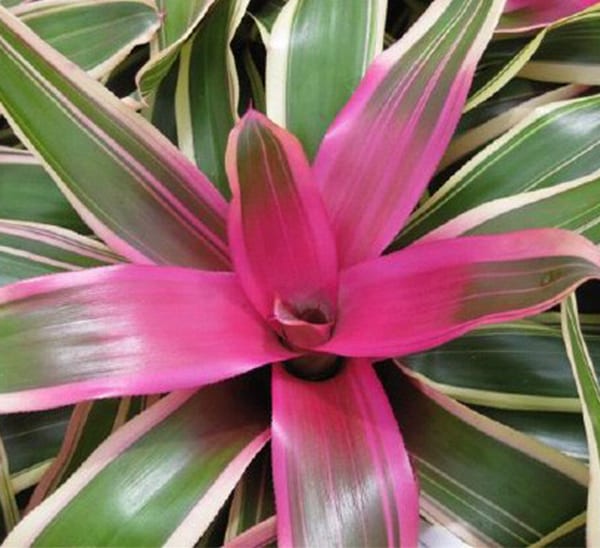 Bromeliad Neoregelia Photo 1