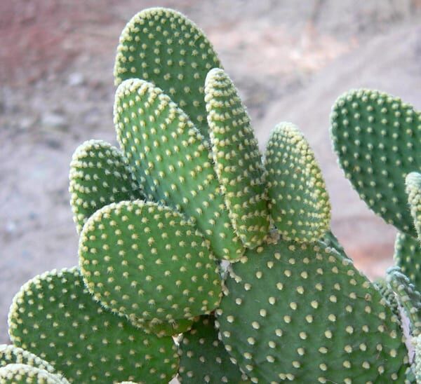 Opuntia Cactus Photo 1