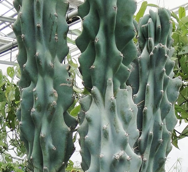 Cereus Monstrosus Photo 1