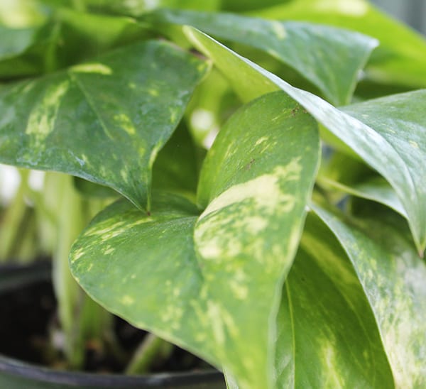 Pothos Ivy Photo 1