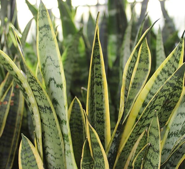 Snake Plant (Sansevieria) Photo 1