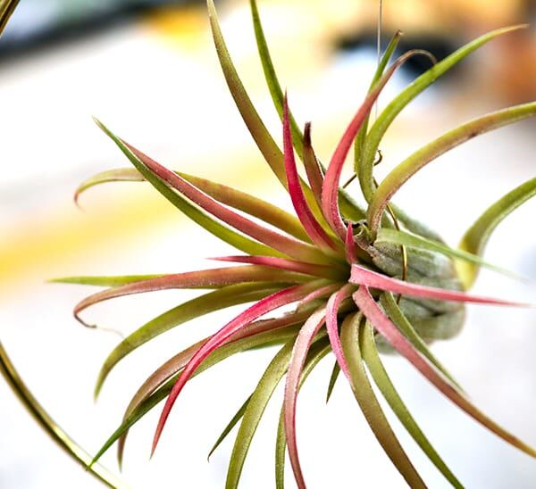 Air Plants (Tillandsia) Photo 1