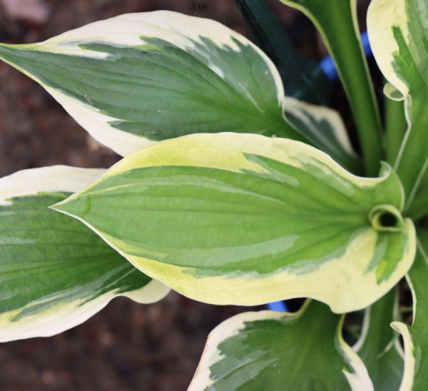 Hosta