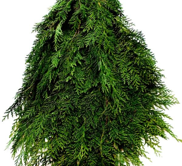 port orford cedar bunch