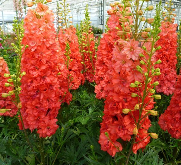 Red Lark Delphinium