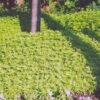 Sweet Woodruff Photo 1
