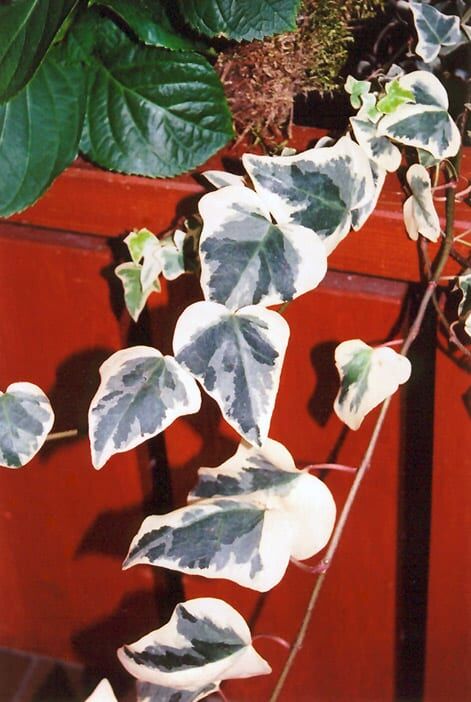 variegated English ivy
