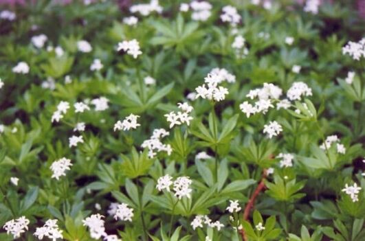sweet woodruff