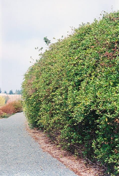 halls Japanese honeysuckle