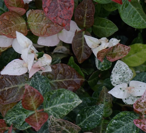 Asian Jasmine Snow N Summer