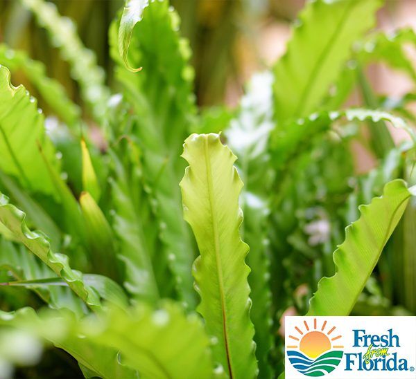 Birdsnest Fern