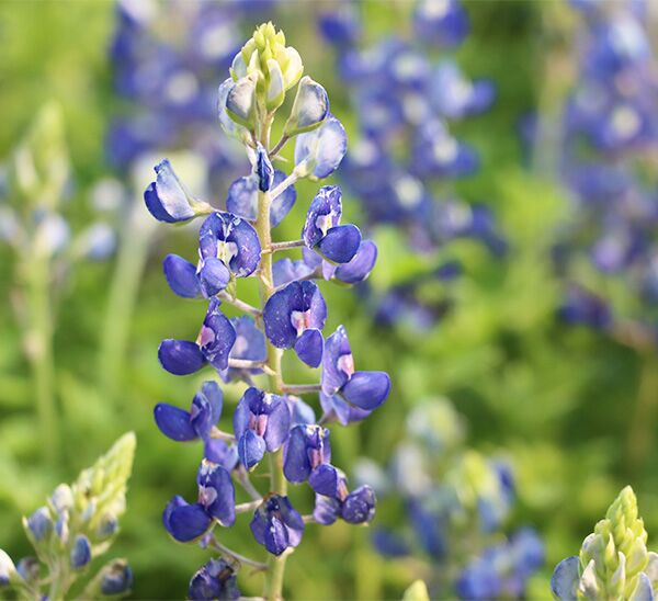 Bluebonnet Seed Shaker