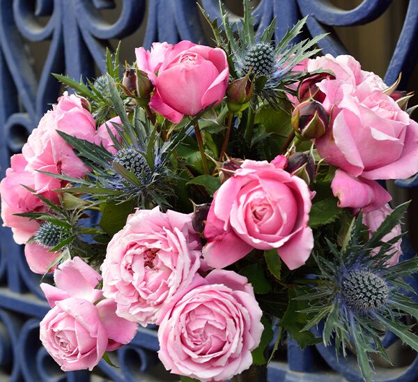 Cathedral Bells Rose