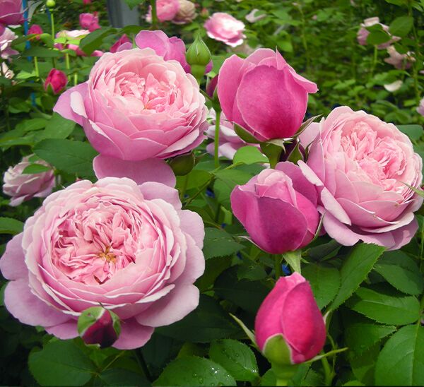 Cathedral Bells Rose