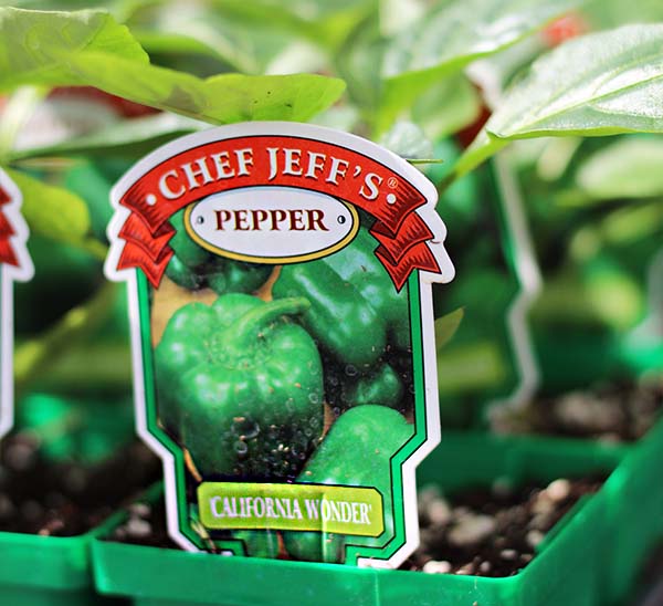 Pepper California Wonder