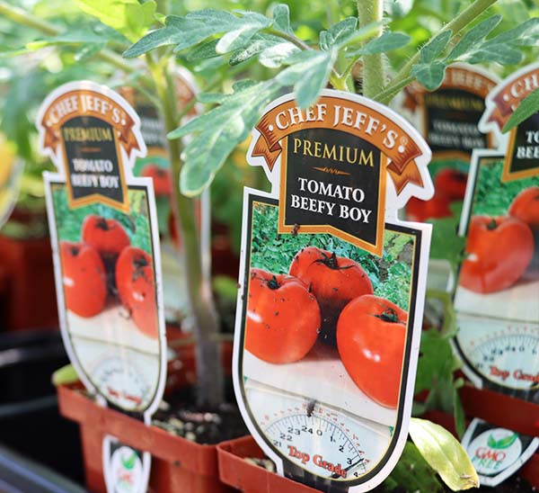 Tomato Beefy Boy