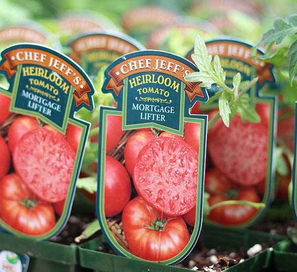 Tomato Mortgage Lifter